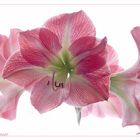 Amaryllis