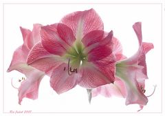 Amaryllis