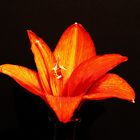 Amaryllis