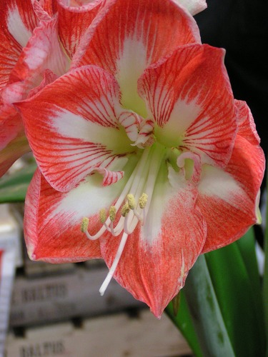 Amaryllis