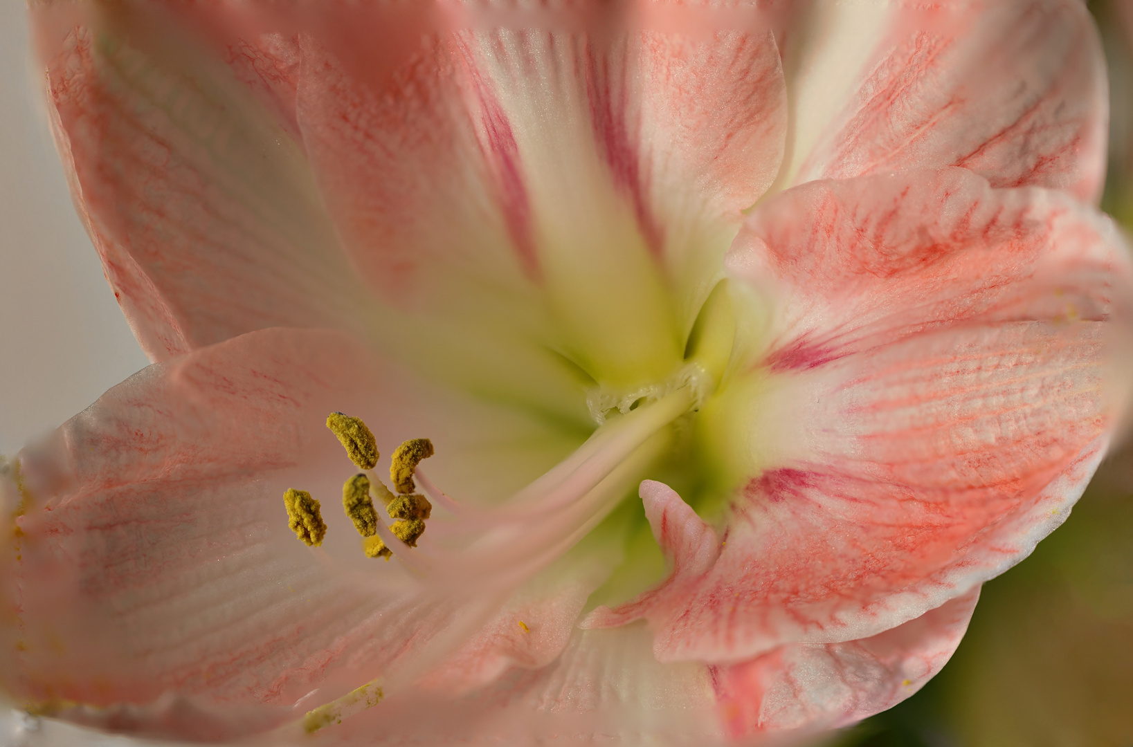 Amaryllis