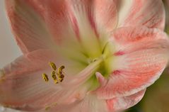 Amaryllis