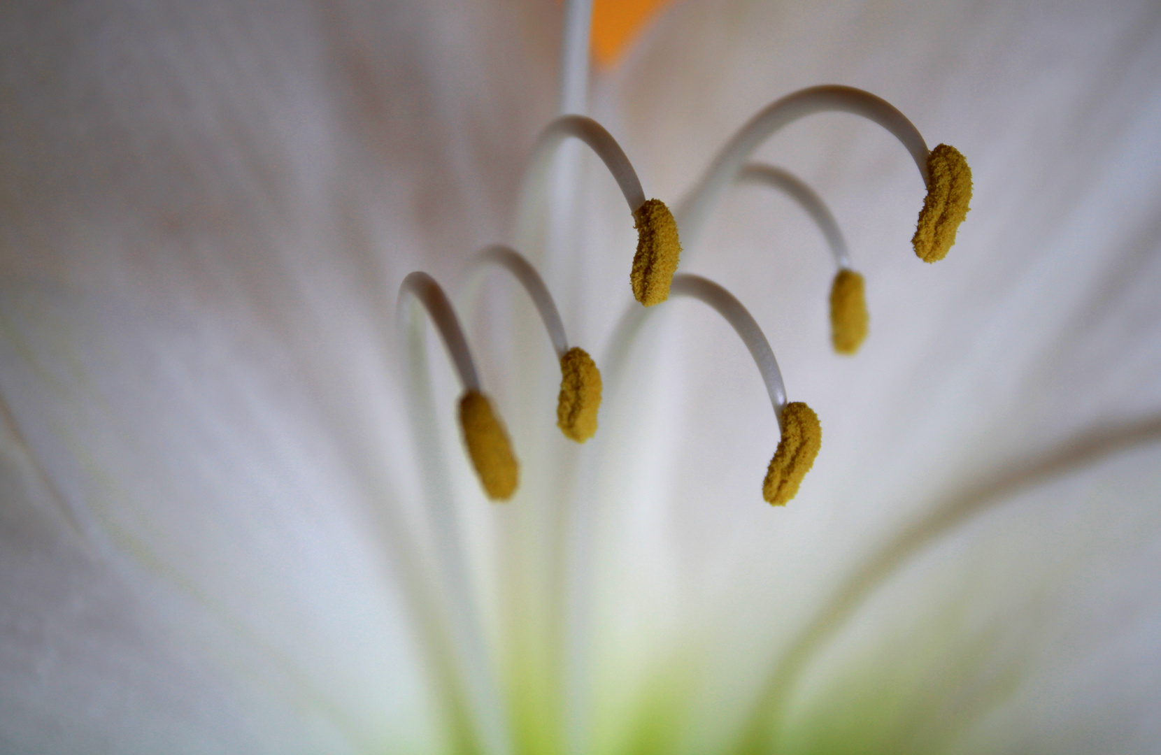 Amaryllis 