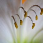 Amaryllis 