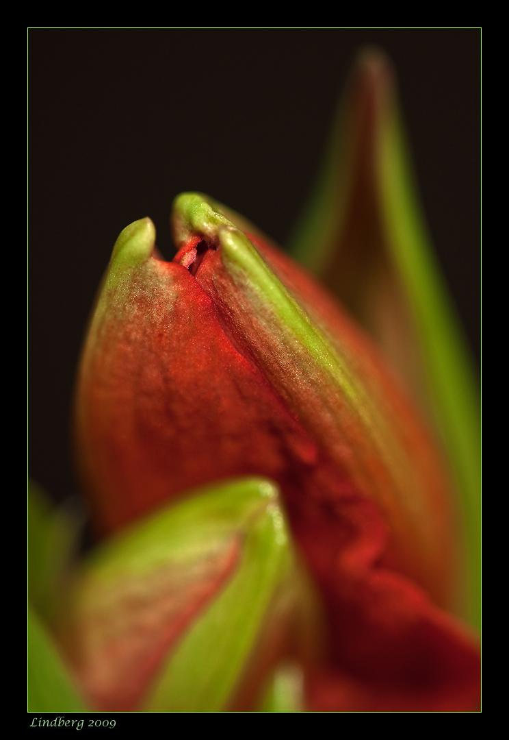 Amaryllis 8