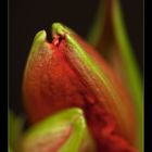 Amaryllis 8