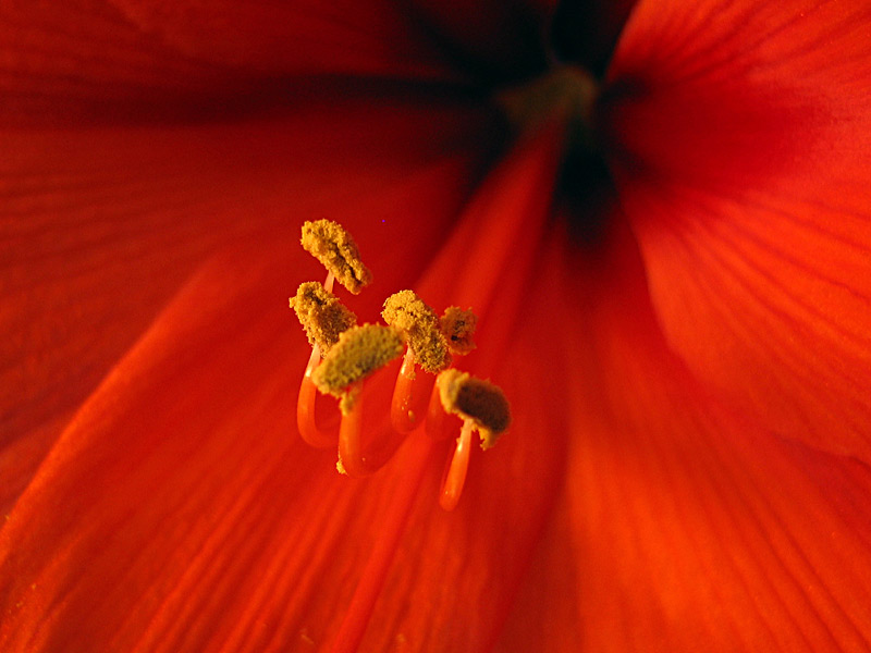 Amaryllis