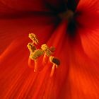 Amaryllis