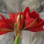 Amaryllis