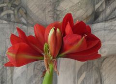 Amaryllis