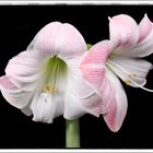 Amaryllis