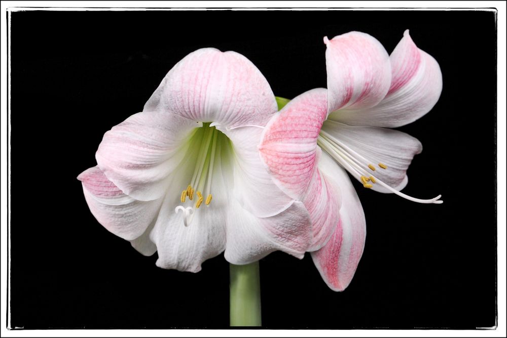 Amaryllis