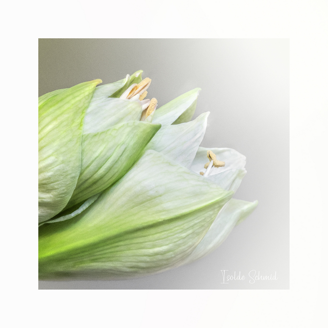 Amaryllis