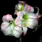 Amaryllis