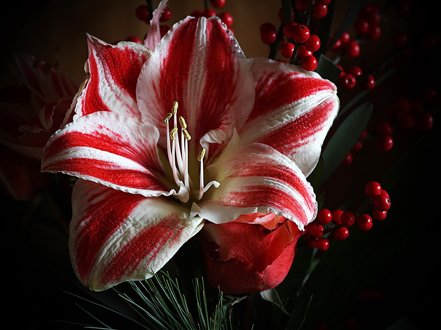 Amaryllis