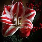 Amaryllis