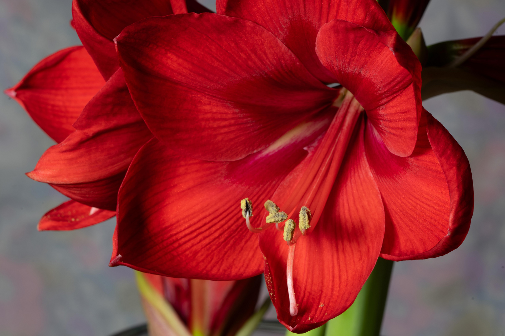 Amaryllis