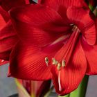 Amaryllis