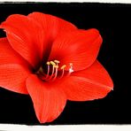 Amaryllis