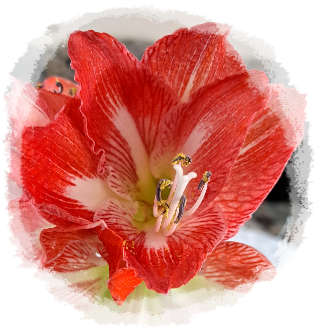 Amaryllis