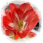 Amaryllis