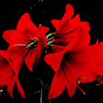 Amaryllis