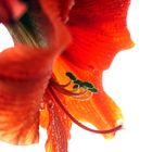 Amaryllis