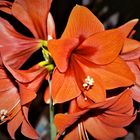 Amaryllis