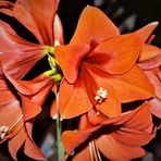 Amaryllis