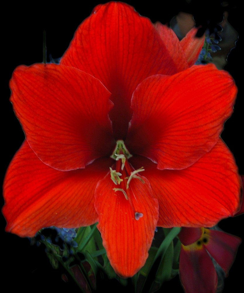 Amaryllis