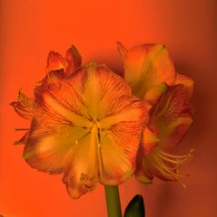 Amaryllis