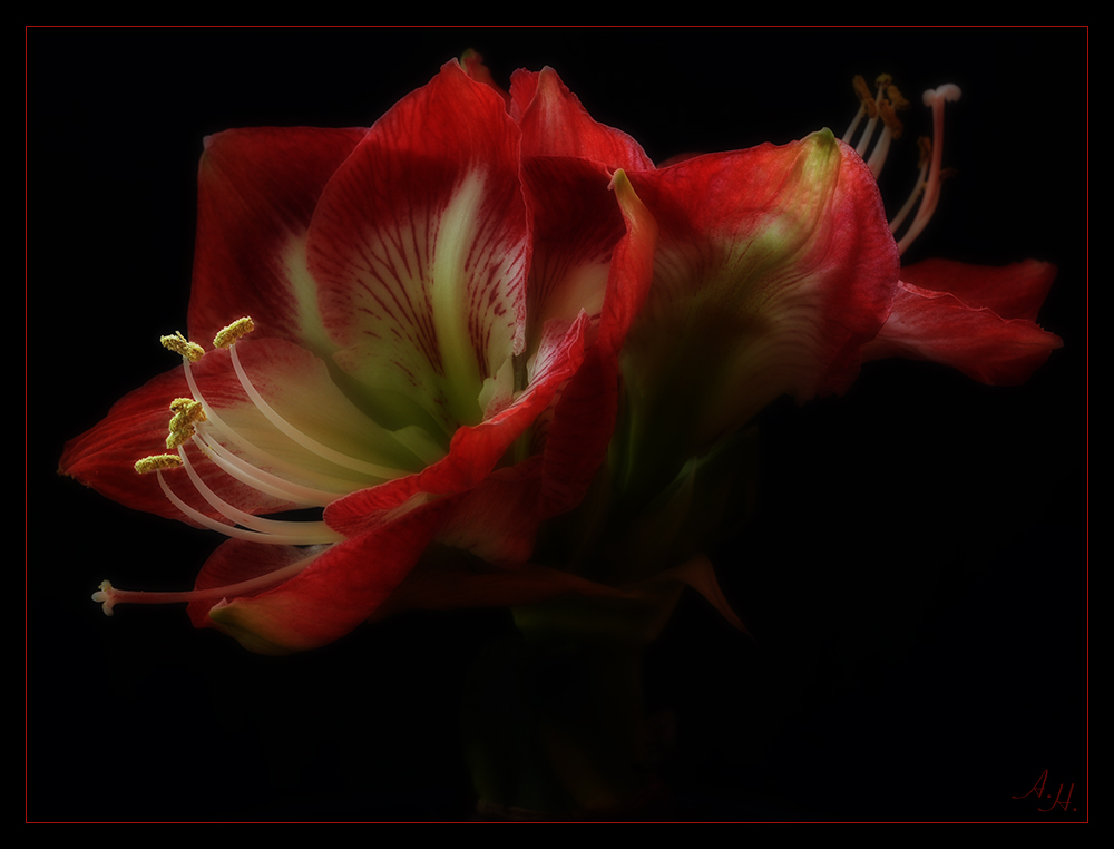 Amaryllis