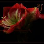 Amaryllis