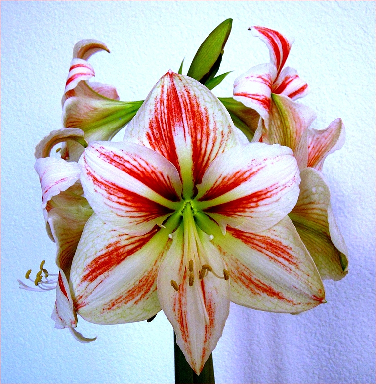 Amaryllis