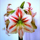 Amaryllis