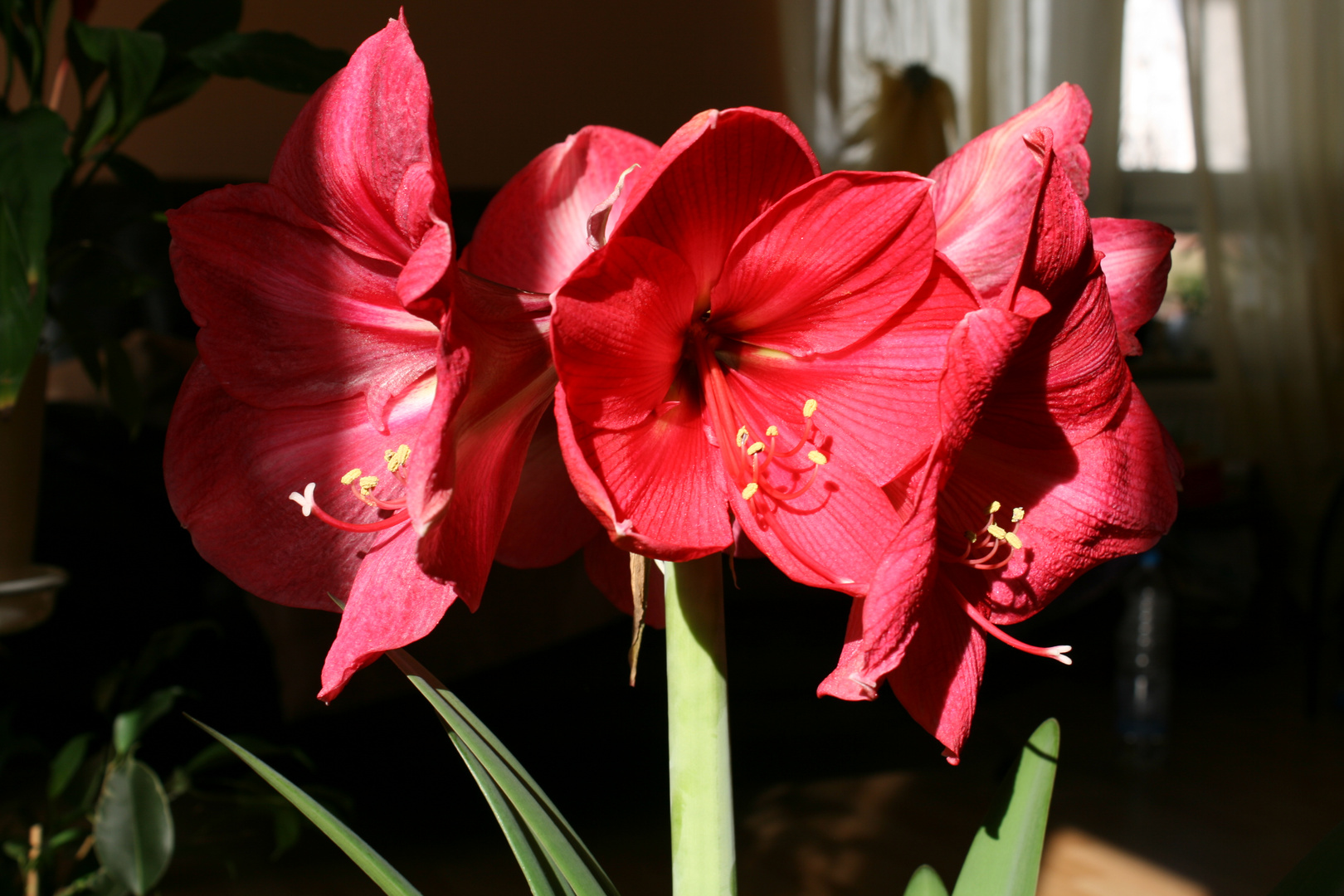 Amaryllis