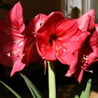 Amaryllis