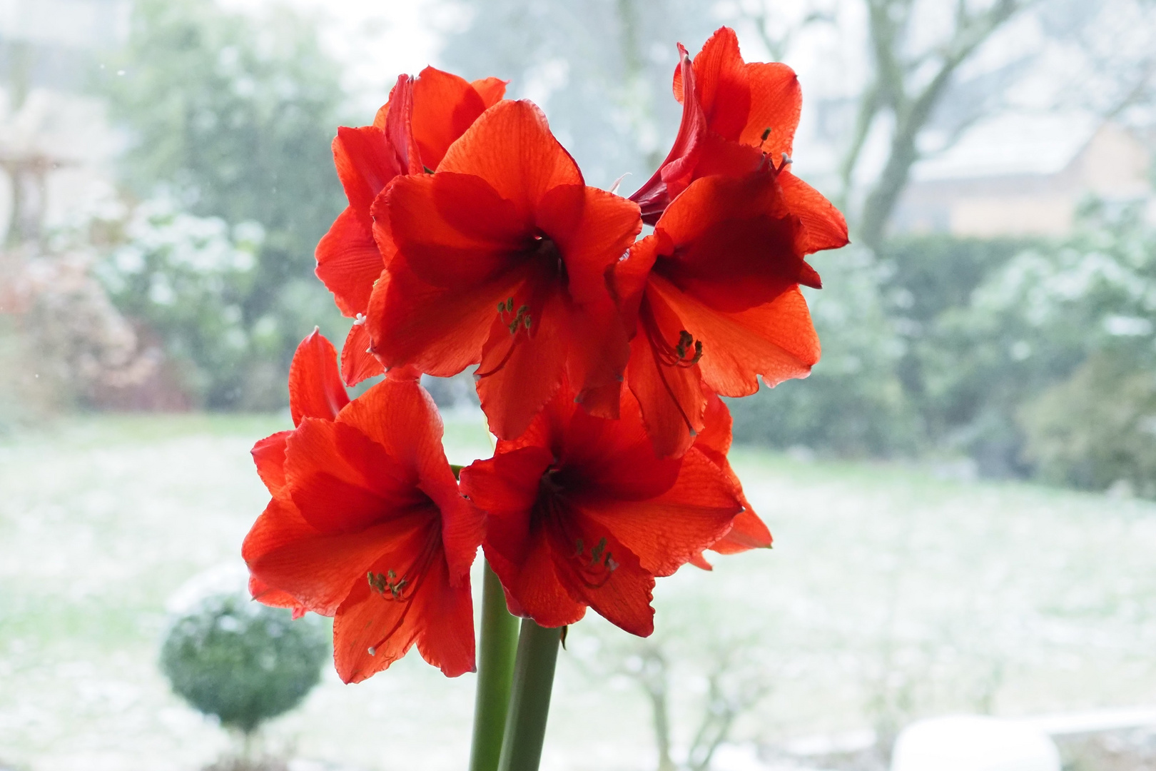 Amaryllis