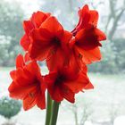 Amaryllis