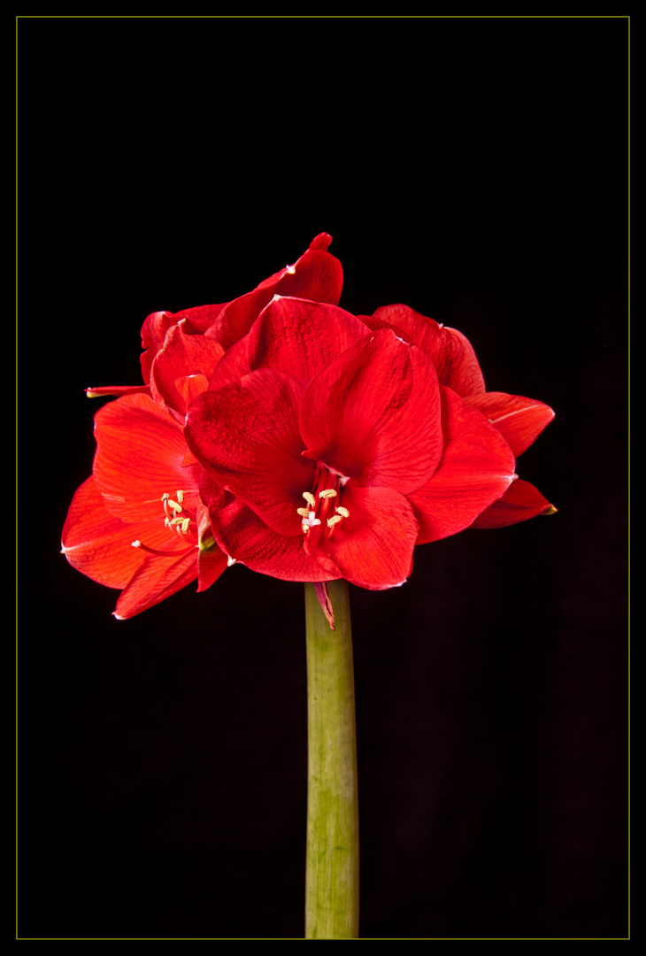 Amaryllis