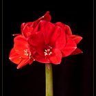 Amaryllis