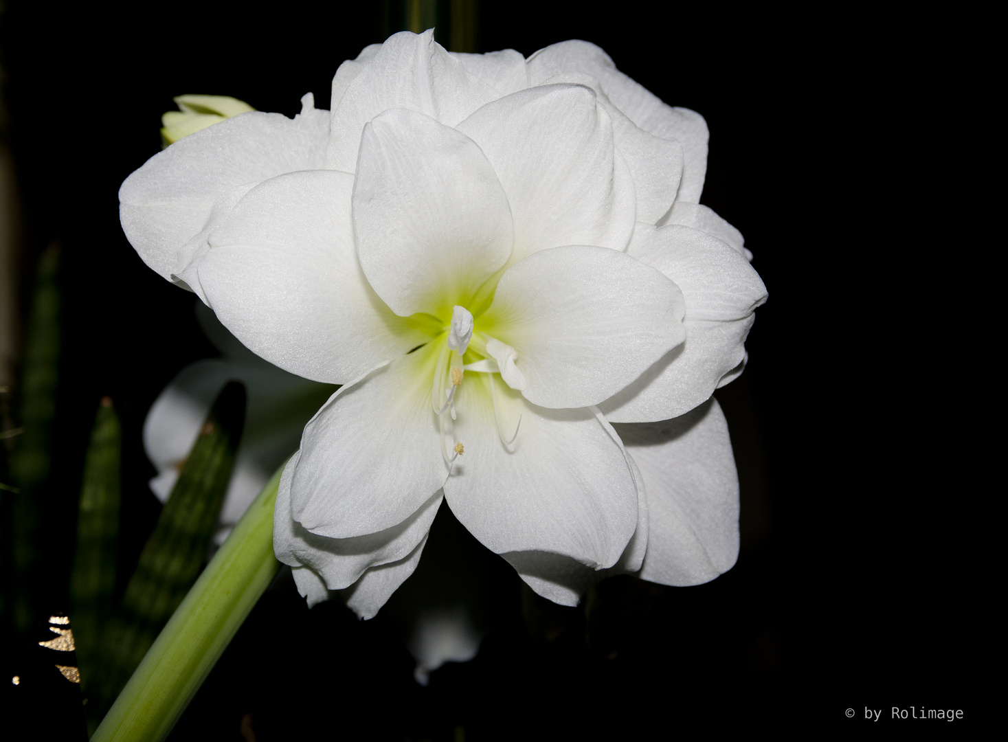 Amaryllis