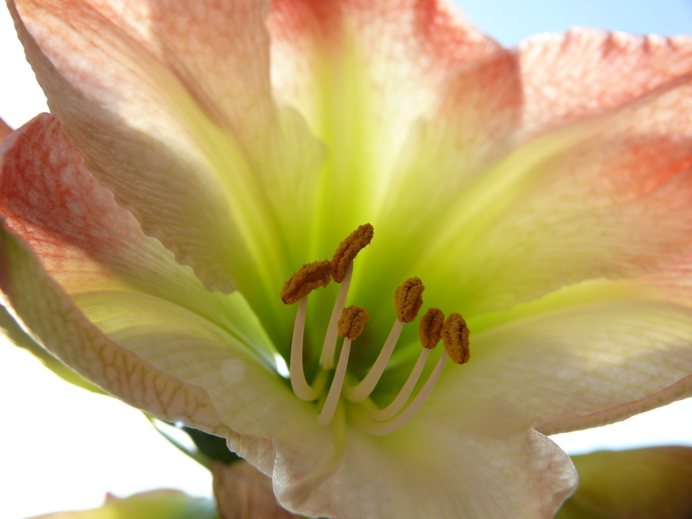 Amaryllis