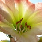 Amaryllis