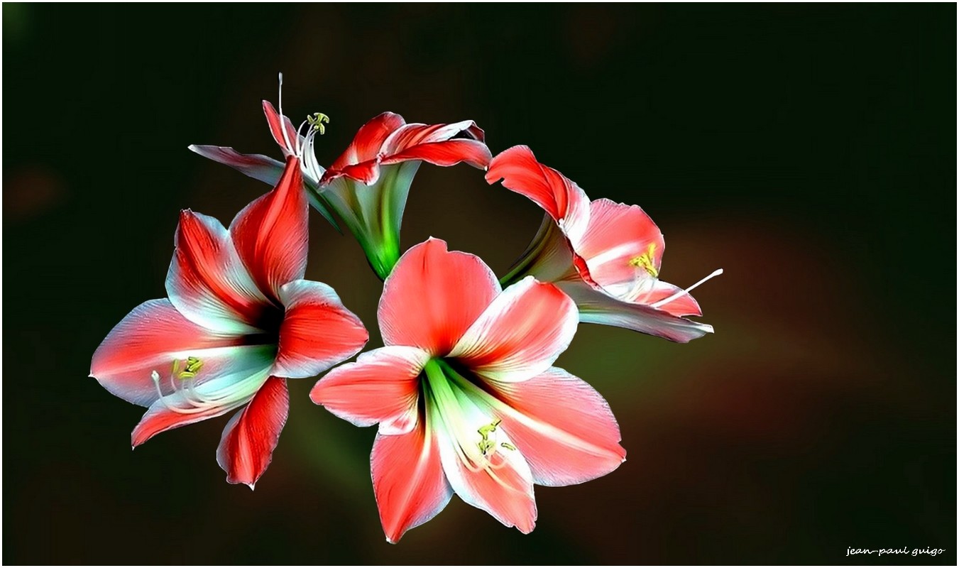 amaryllis