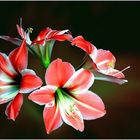 amaryllis