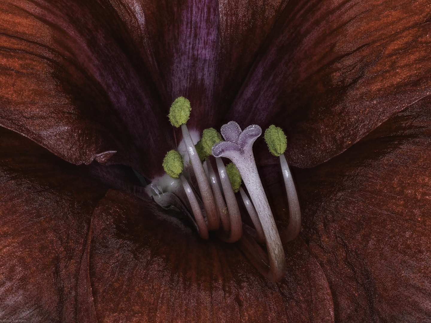 Amaryllis