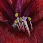 Amaryllis