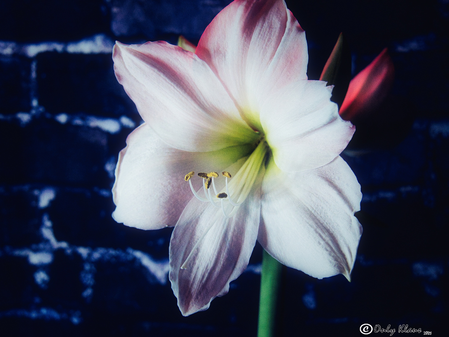 Amaryllis   886