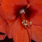 amaryllis.